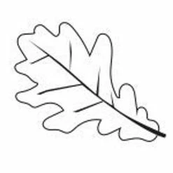 Wholesale 🎉 Creative Shapes Etc. - Incentive Stamp - Oak Leaf 🛒