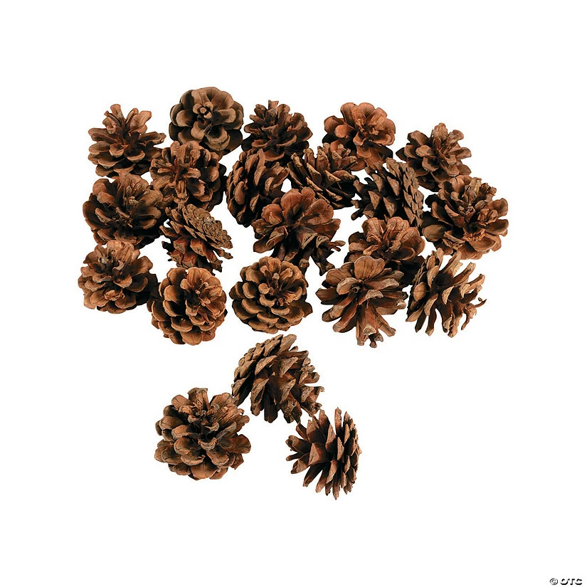 Cheap β¨ Mini Natural Pinecones - 24 Pc. π 1 Cheap β¨ Mini Natural Pinecones - 24 Pc. π