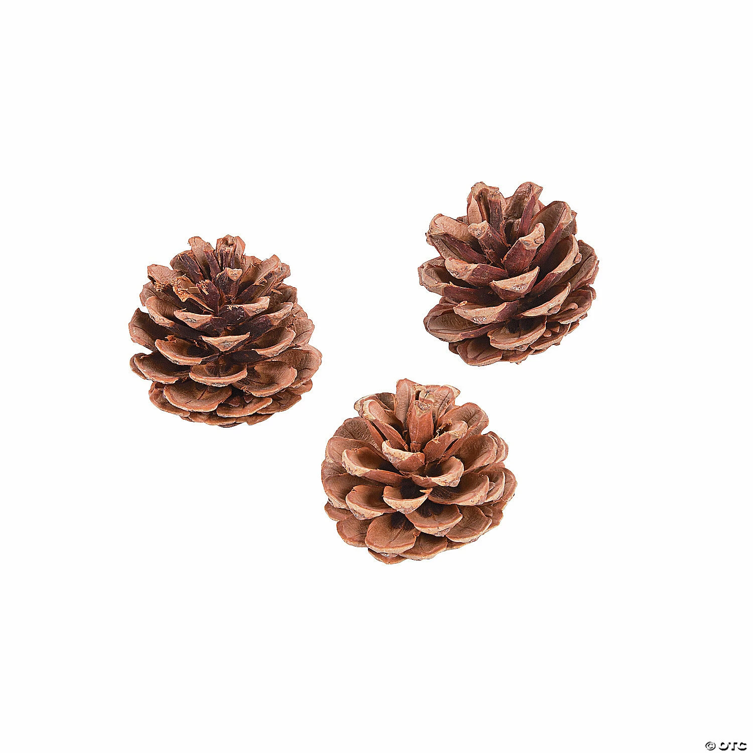 Buy π Natural Pinecones - 12 Pc. π 1 Buy π Natural Pinecones - 12 Pc. π