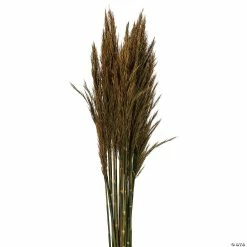 Flash Sale ✔️ Vickerman 36" Aspen Gold Plume Reed 2 Pack Bundle ✔️ -Craft Kits Sales vickerman 36 aspen gold plume reed 2 pack bundle13968686 a01