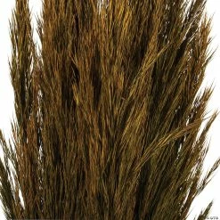 Flash Sale ✔️ Vickerman 36" Aspen Gold Plume Reed 2 Pack Bundle ✔️ -Craft Kits Sales vickerman 36 aspen gold plume reed 2 pack bundle13968686 a02