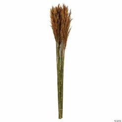 Buy 🔔 Vickerman 36" Autumn Plume Reed 2 Pack Bundle 🎉