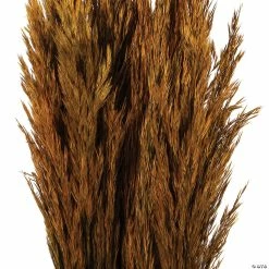 Buy π Vickerman 36" Autumn Plume Reed 2 Pack Bundle π 6 Buy π Vickerman 36" Autumn Plume Reed 2 Pack Bundle π -Craft Kits Sales vickerman 36 autumn plume reed 2 pack bundle13968687 a02
