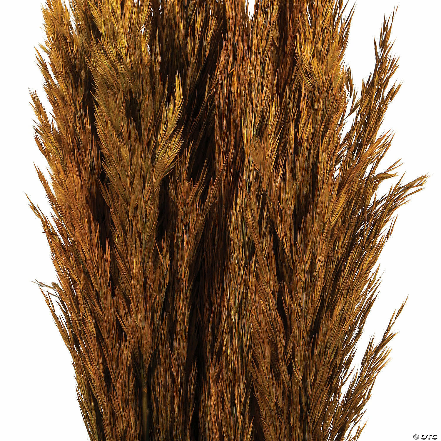Buy π Vickerman 36" Autumn Plume Reed 2 Pack Bundle π 3 Buy π Vickerman 36" Autumn Plume Reed 2 Pack Bundle π - Image 3