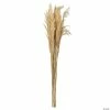 Buy 👍 Vickerman 36" Bleached Plume Reed 2 Pack Bundle 🔔