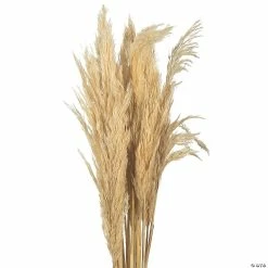 Buy 👍 Vickerman 36" Bleached Plume Reed 2 Pack Bundle 🔔 -Craft Kits Sales vickerman 36 bleached plume reed 2 pack bundle13968689 a03