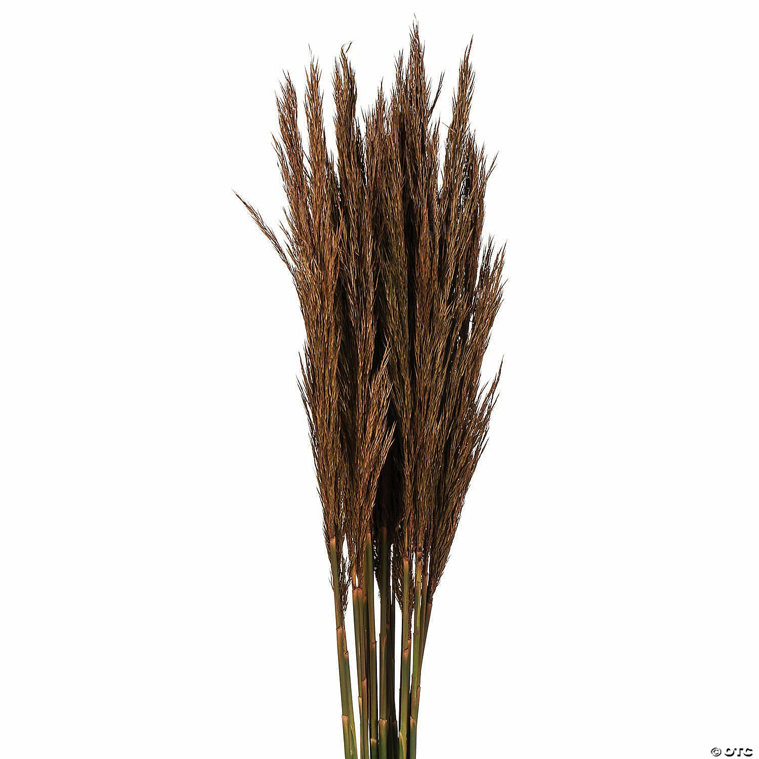 Cheapest βοΈ Vickerman 36" Brown Plume Reed 2 Pack Bundle π 2 Cheapest βοΈ Vickerman 36" Brown Plume Reed 2 Pack Bundle π - Image 2
