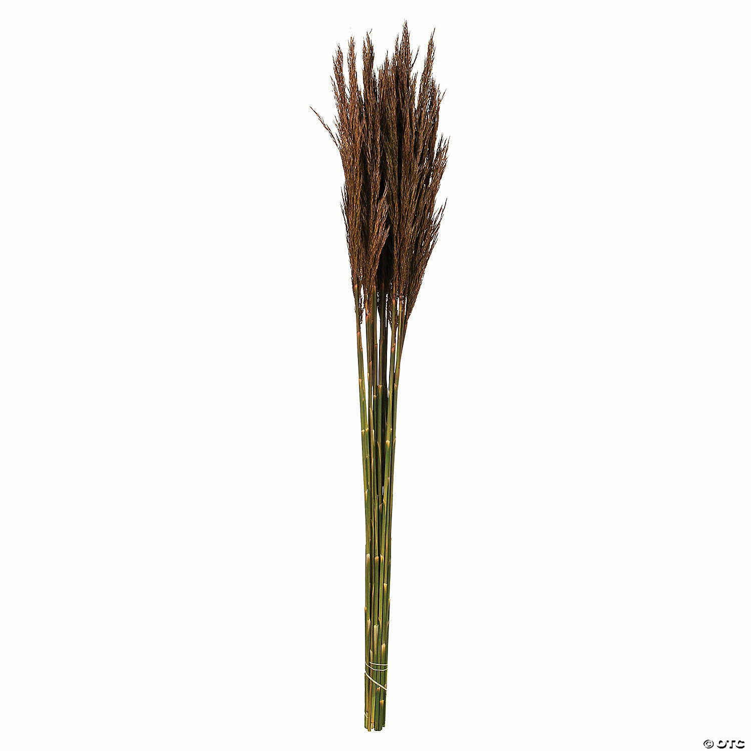 Cheapest βοΈ Vickerman 36" Brown Plume Reed 2 Pack Bundle π 1 Cheapest βοΈ Vickerman 36" Brown Plume Reed 2 Pack Bundle π