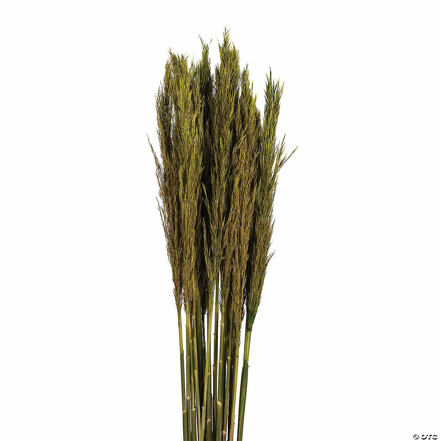 Best reviews of π₯ Vickerman 36" Green Plume Reed 2 Pack Bundle π 2 Best reviews of π₯ Vickerman 36" Green Plume Reed 2 Pack Bundle π - Image 2