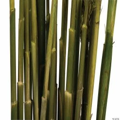 Best reviews of π₯ Vickerman 36" Green Plume Reed 2 Pack Bundle π 6 Best reviews of π₯ Vickerman 36" Green Plume Reed 2 Pack Bundle π -Craft Kits Sales vickerman 36 green plume reed 2 pack bundle13968684 a02