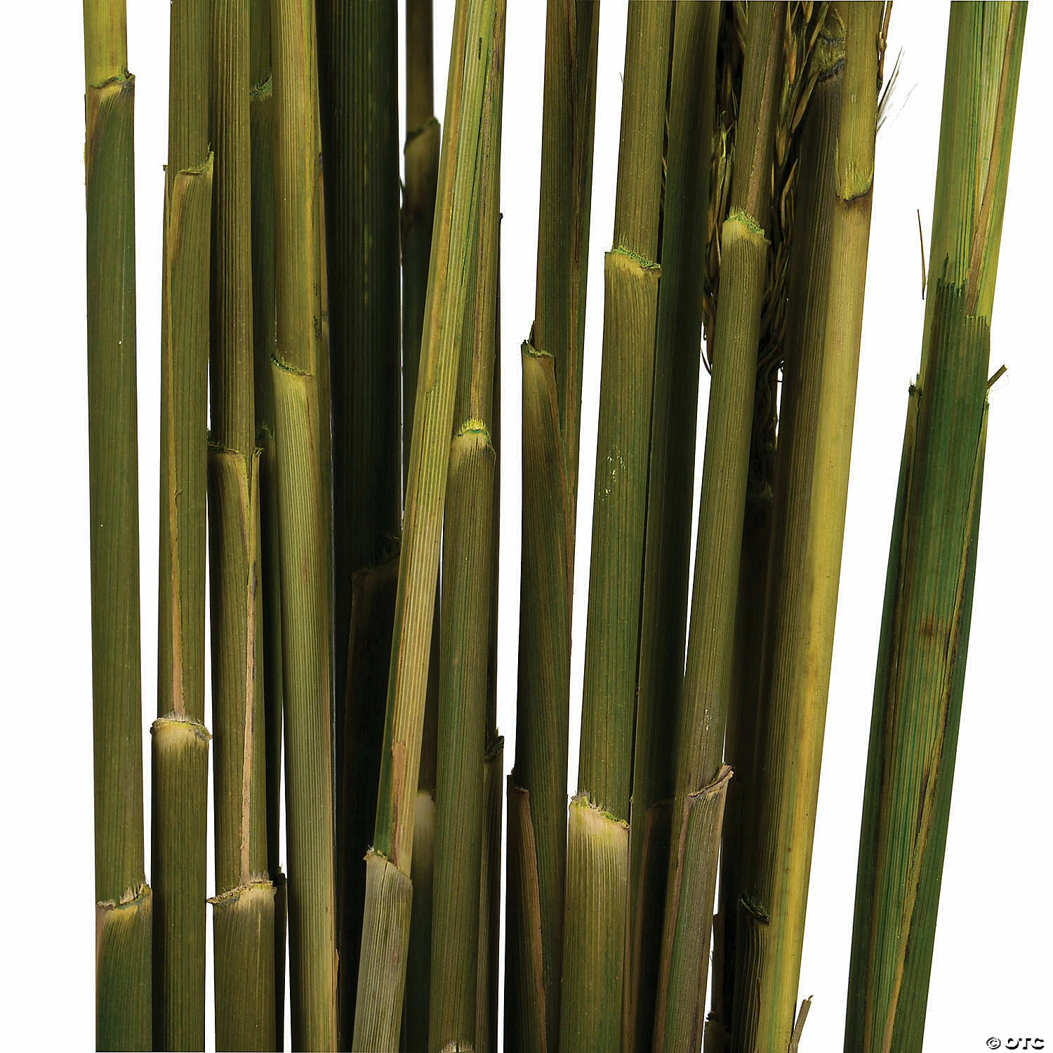Best reviews of π₯ Vickerman 36" Green Plume Reed 2 Pack Bundle π 3 Best reviews of π₯ Vickerman 36" Green Plume Reed 2 Pack Bundle π - Image 3