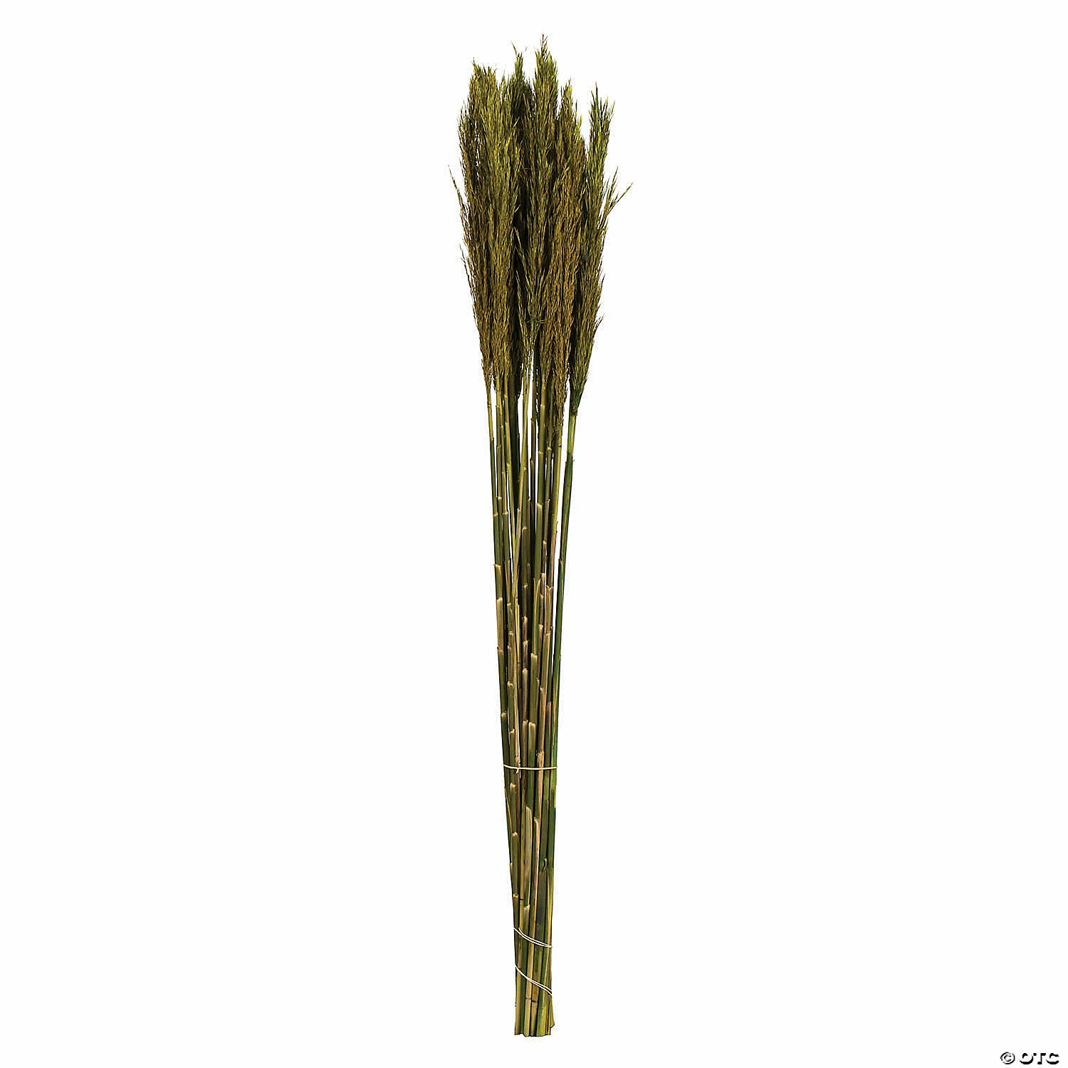 Best reviews of π₯ Vickerman 36" Green Plume Reed 2 Pack Bundle π 1 Best reviews of π₯ Vickerman 36" Green Plume Reed 2 Pack Bundle π