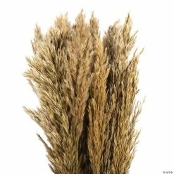 Outlet 😉 Vickerman 36" Ivory Plume Reed 2 Pack Bundle 🌟 -Craft Kits Sales vickerman 36 ivory plume reed 2 pack bundle13968682 a02