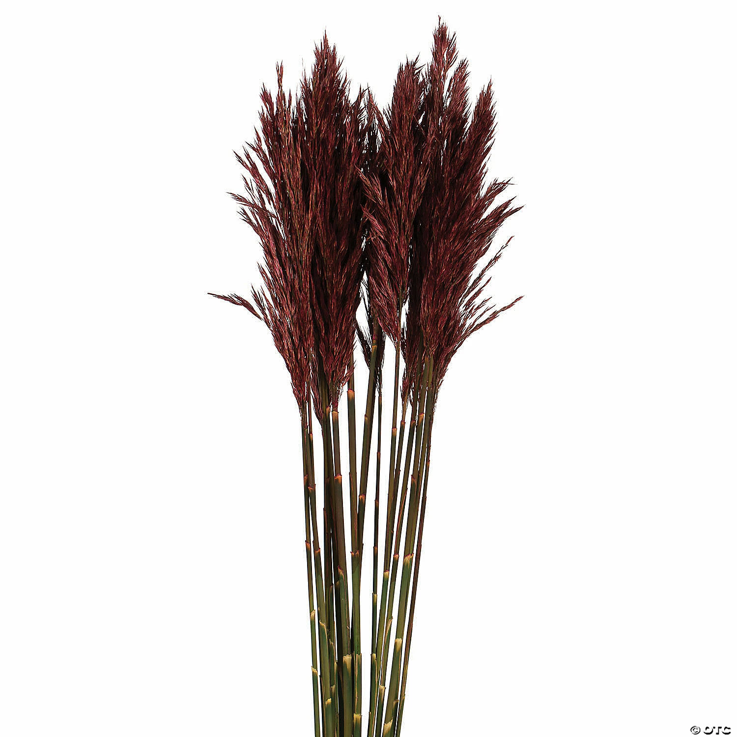 Buy π Vickerman 36" Merlot Plume Reed Plume Reed 2 Pack Bundle π 2 Buy π Vickerman 36" Merlot Plume Reed Plume Reed 2 Pack Bundle π - Image 2