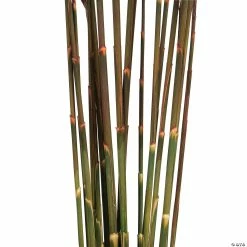 Buy π Vickerman 36" Merlot Plume Reed Plume Reed 2 Pack Bundle π 6 Buy π Vickerman 36" Merlot Plume Reed Plume Reed 2 Pack Bundle π -Craft Kits Sales vickerman 36 merlot plume reed plume reed 2 pack bundle13968685 a02