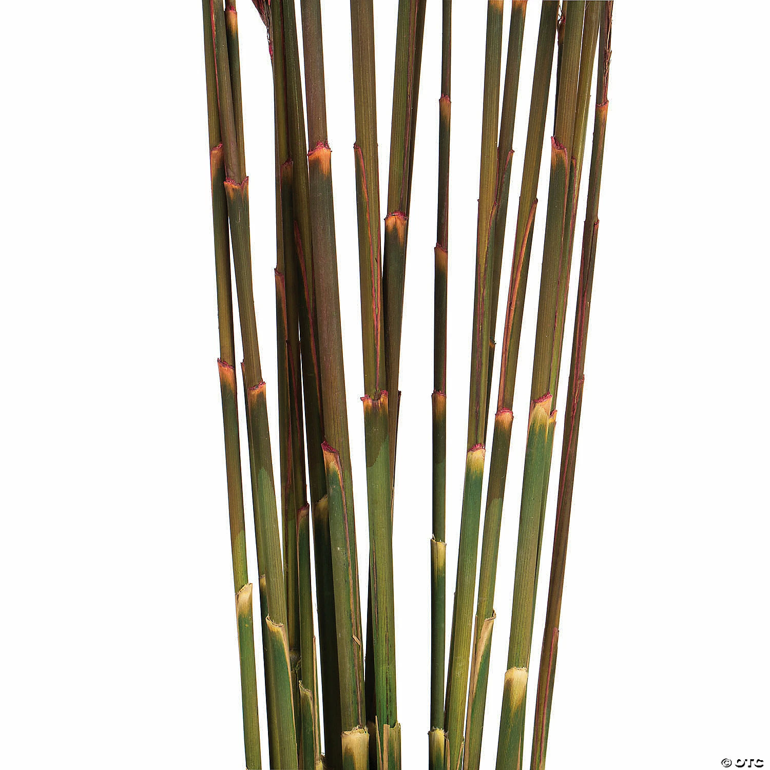Buy π Vickerman 36" Merlot Plume Reed Plume Reed 2 Pack Bundle π 3 Buy π Vickerman 36" Merlot Plume Reed Plume Reed 2 Pack Bundle π - Image 3
