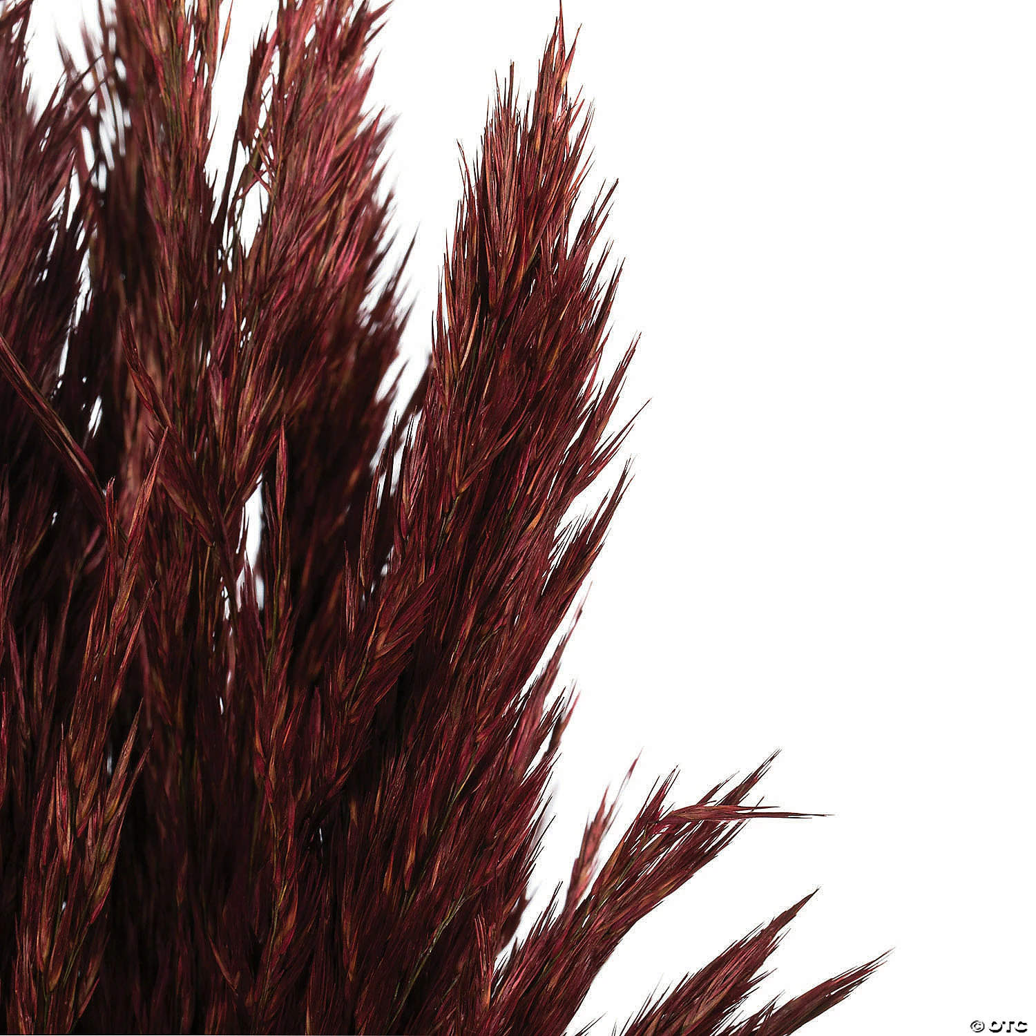 Buy π Vickerman 36" Merlot Plume Reed Plume Reed 2 Pack Bundle π 4 Buy π Vickerman 36" Merlot Plume Reed Plume Reed 2 Pack Bundle π - Image 4