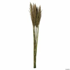 Promo ⭐ Vickerman 36" Natural Green Plume Reed 2 Pack Bundle 😀