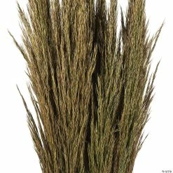 Promo ⭐ Vickerman 36" Natural Green Plume Reed 2 Pack Bundle 😀 -Craft Kits Sales vickerman 36 natural green plume reed 2 pack bundle13968683 a02