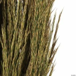 Promo ⭐ Vickerman 36" Natural Green Plume Reed 2 Pack Bundle 😀 -Craft Kits Sales vickerman 36 natural green plume reed 2 pack bundle13968683 a03